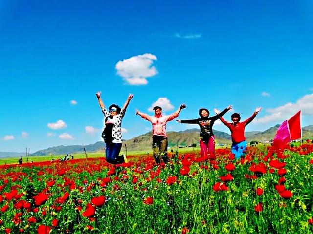 因素花（罂粟花栽培，种植罂粟花是什么行为（浪漫山野的野罂粟花）