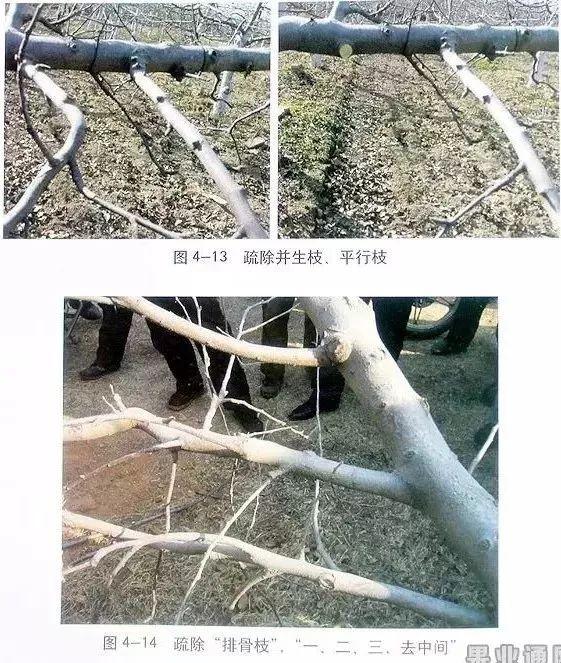 苹果树修剪技术，苹果树修剪技巧（苹果树“傻瓜式”修剪技术）