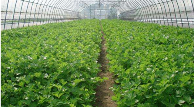 芹菜叶水饺的做法，芹菜叶水饺的做法窍门（吃不吃叶让很多人纠结）