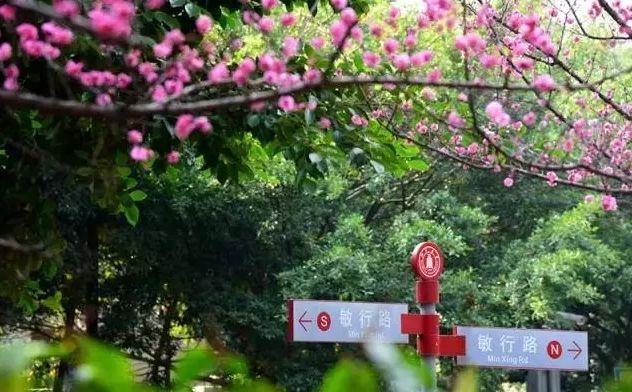 多肉是什么植物，多肉植物是什么植物（中国春天最美15座大学）