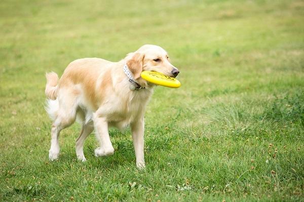 怎么训狗,怎么训狗不乱叫(学会这6个训犬方法)