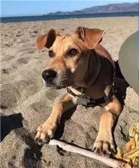 红贵宾（红贵宾犬），被称为“最聪明狗狗”的红贵宾曾因好动