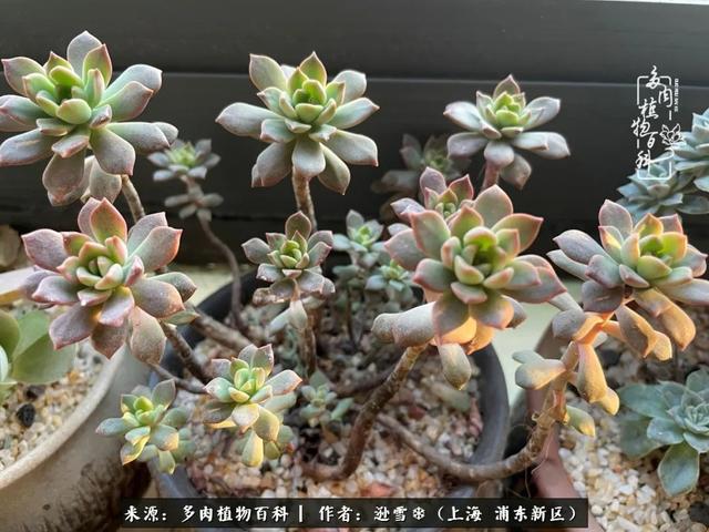 多肉植物图片，感恩相遇，余生相互关照（若绿多肉植物图片）