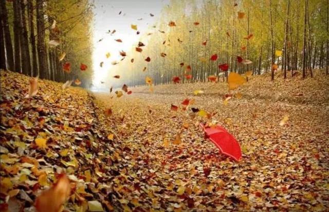 有理走遍天下无理寸步难行的意思是什么，有理走遍天下无理寸步难行是啥意思（你有理就真能走遍天下吗）