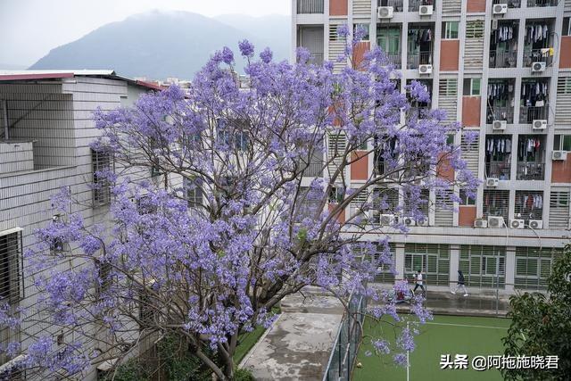 蓝花楹的花语是什么，蓝色花楹的花语（惊艳了初夏的那一抹紫）