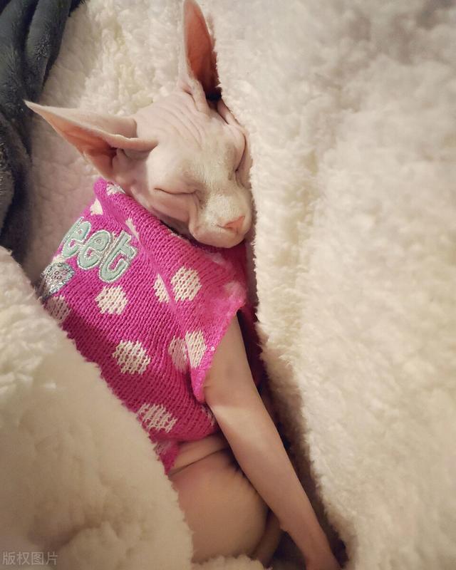 斯芬克斯猫，斯芬克斯无毛猫我见多了（斯芬克斯猫身上起红点怎么治）