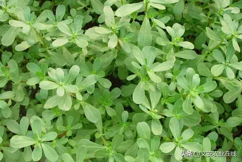 野荞麦根和乌鸡蛋煮，野荞麦根和乌鸡蛋煮水的功效（农业科普：53种野菜）