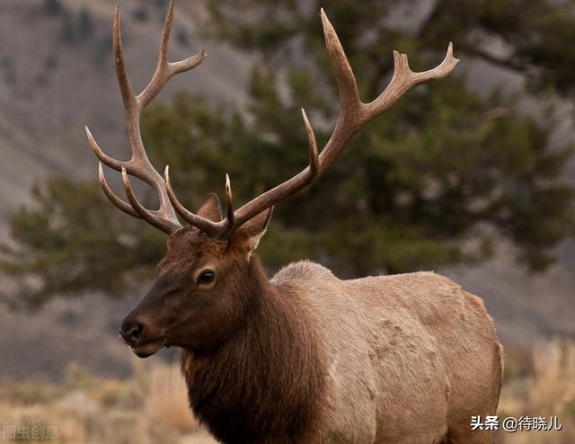 柳宗元三戒的寓意是，柳宗元的《三戒》指的是（与“黔驴技穷”同属一组文章的还有两则寓言）