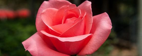 月季花的栽培，月季花如何养殖（盆栽月季花图片）