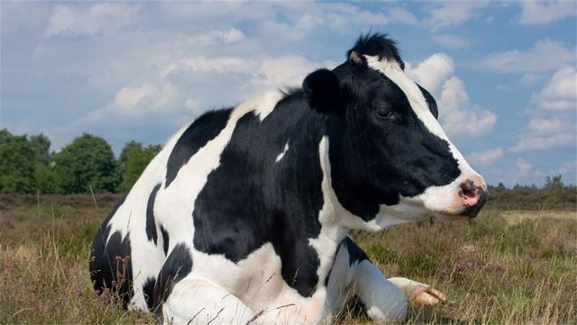 韩国韩牛肉价格是中国的5倍，韩国牛肉价格为什么那么贵（为啥他们不肯从外国进口）