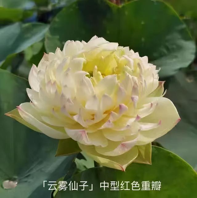 海尔芙拉的花期，海尔芙拉花苞（最能代表夏天的植物——碗莲、睡莲）