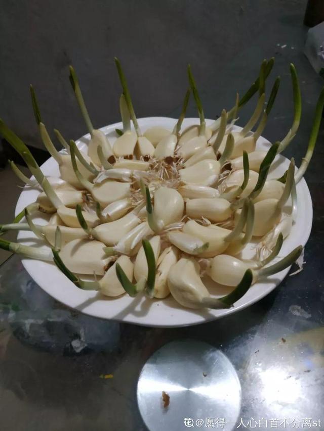 平菇种植最简单方法，平菇种植最简单的方法（喷喷水就能长）