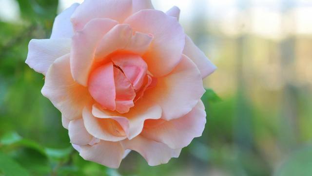 十二星座做什么容易减轻自己的烦恼，十二星座做什么容易减轻自己的烦恼呢（十二星座的减压妙方各是什么）