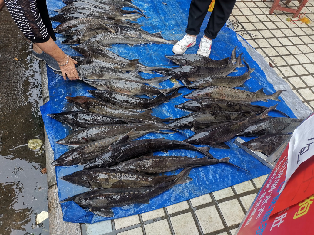 千岛湖鲟鱼养殖基地图片