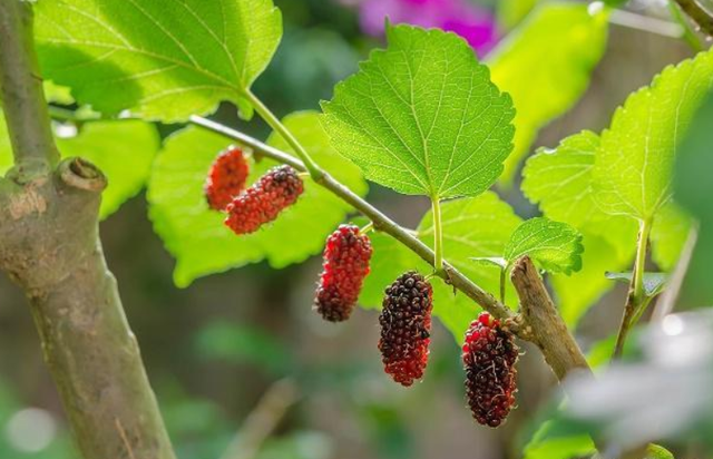 桑叶有什么功效和作用，桑叶的功效与作用有哪些（居然还有这种功能）
