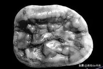 大熊猫的名字来历，大熊猫名字的来历介绍（ 原来它在历史上是这样的存在）