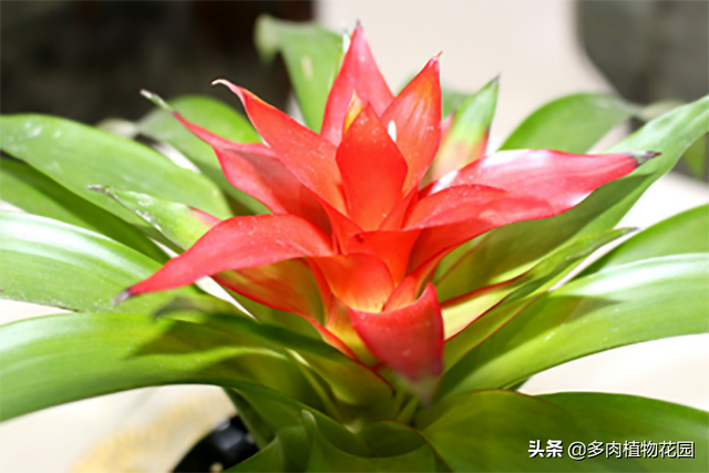 鸿运当头的寓意是什么，这个花卉寓意美好