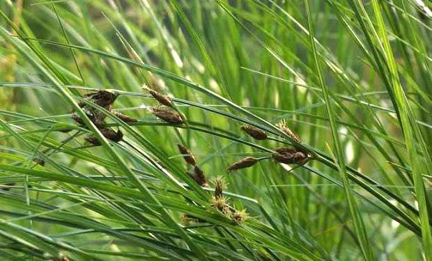 啮怎么读，溯怎么读出来（成语“穷鼠啮狸”的“啮”是什么意思）