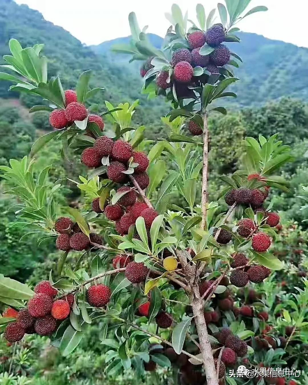 杨梅几月份成熟，我国的杨梅到底哪里最好吃？