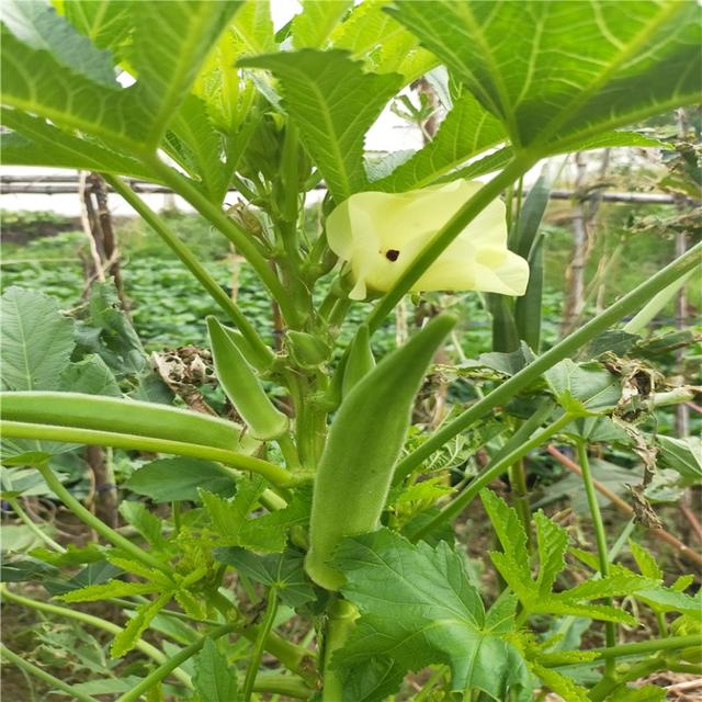 红秋葵的种植方法，红秋葵的种植方法视频（秋葵育苗生长种植管理技术）