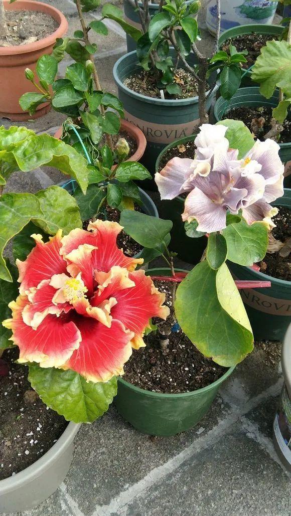 红桂花的功效与作用及食用方法，红桂花和黄桂花的区别（能吃能看还能养人）