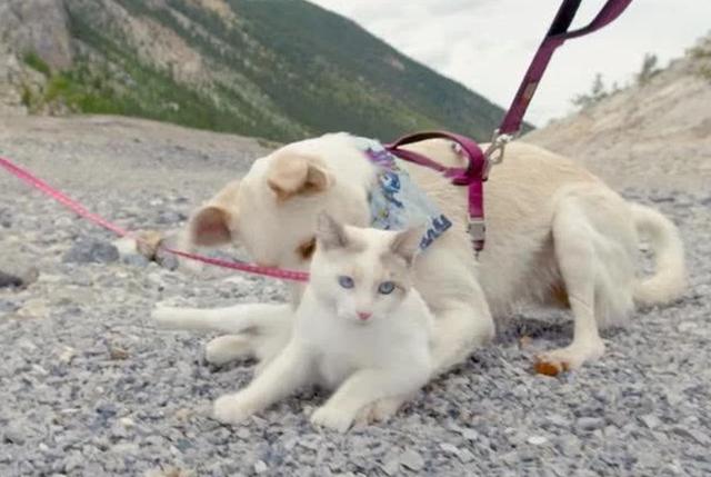 牵引绳有什么用，牵引绳安全吗（现在遛猫都用上牵引绳了么）