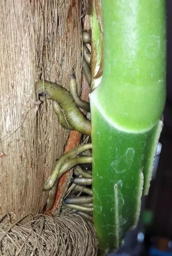 绿萝怎么养才能更旺盛，绿萝怎么养才能更旺盛用什么肥料