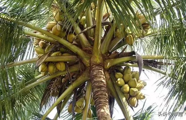 红椰子的功效与作用，红花椰子的功效（带你进入文昌椰子的营养圣地）