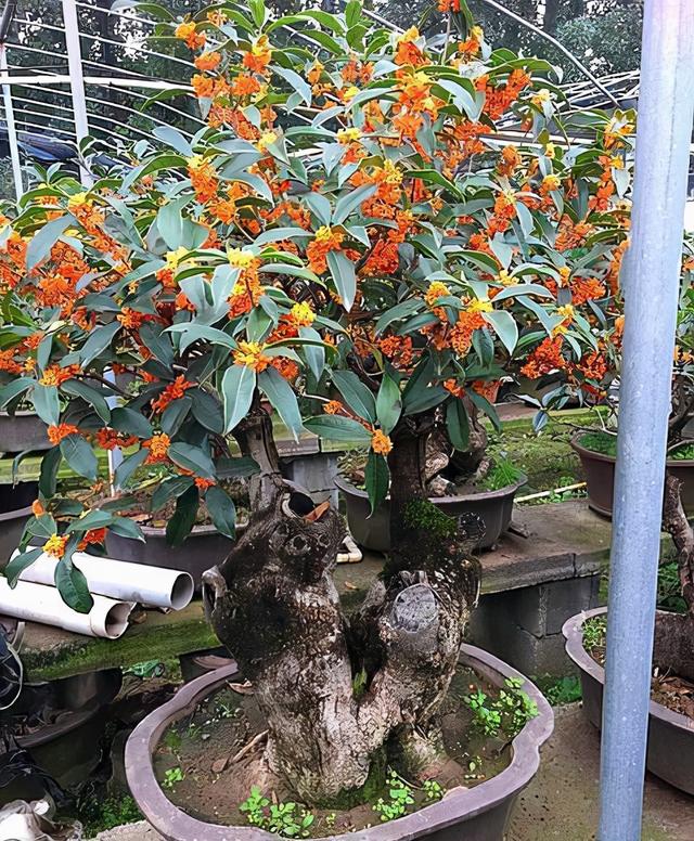 排名第一最好的镇宅树，镇宅招财旺人的植物（4种树“进宅”）