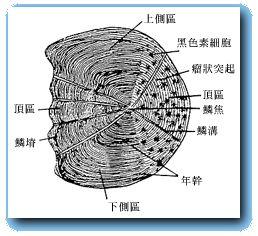 鱼身上的鳞片有什么用，鱼身上掉鳞片怎么办（鱼鳞：不仅能帮科学家研究鱼类）