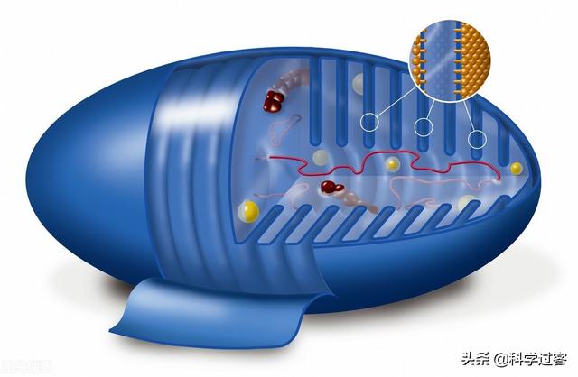 atp合成场所，ATP在哪里合成（仿生机器人、轮子和ATP合酶——漫谈仿生学）