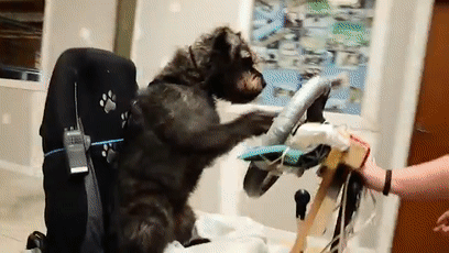 我的世界狗怎么驯服，网友教自家狗子玩《我的世界》