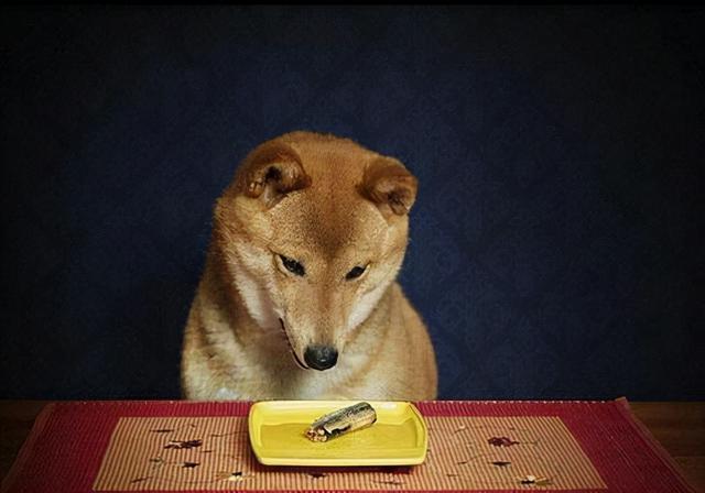 狗狗几个月来月经，狗狗发育时间表（护理经验：狗狗大姨妈来多久）