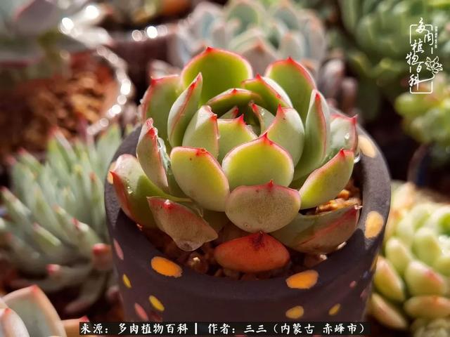 雪候鸟是什么意思，雪候鸟歌词表达什么意思（多肉于我从来不是锦上添花）