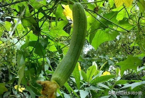 丝瓜种植的注意事项有哪些，丝瓜的养殖方法和注意事项（丝瓜露地栽培管理技术要点）