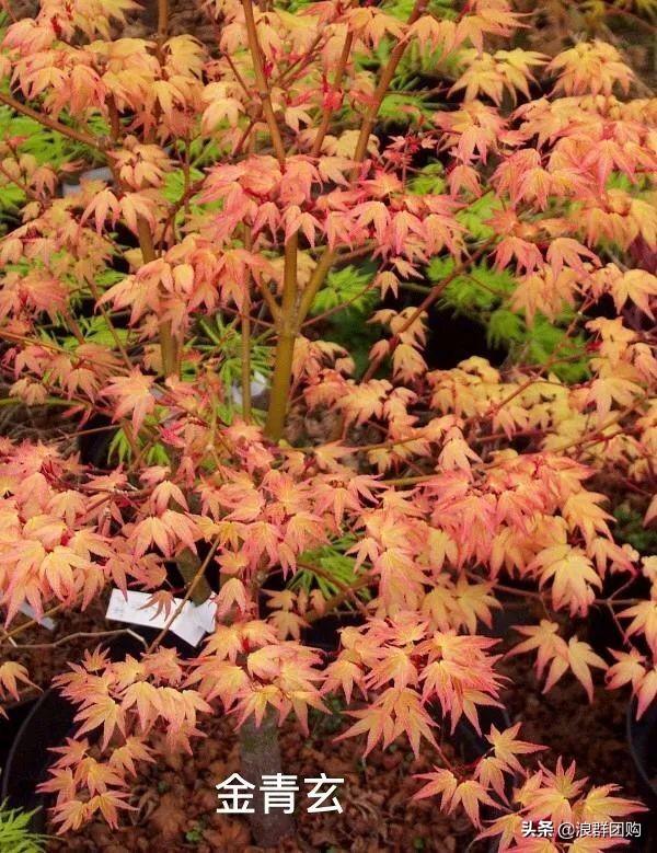 什么样的枫树填空。，什么的枫树填空词语二年级（增添了花园四季色彩之美）