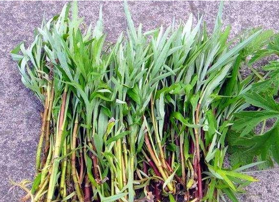 藜蒿叶子为什么不能吃，黎篙叶子可以吃吗（钙含量是牛奶的7倍）