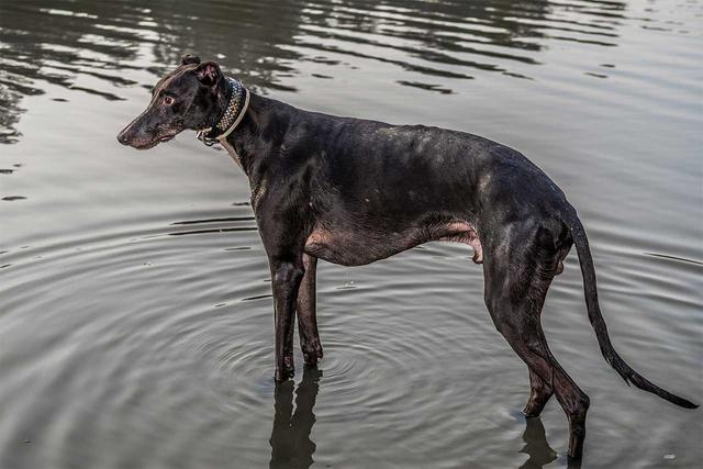 灵提犬（灵缇犬吧），灵缇犬原本受英法贵族喜爱（灵缇犬什么样）