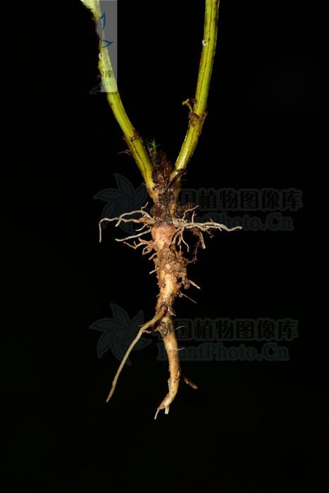 青叶胆的功效与作用 青叶胆的好处介绍，青叶胆的功效与作用（对耳鸣耳聋有一定疗效）