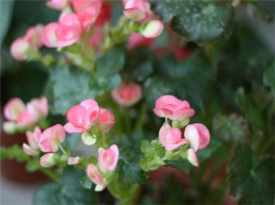 玻璃翠的养殖方法和注意事项，玻璃翠的扦插方法（玻璃翠应怎样扦插）