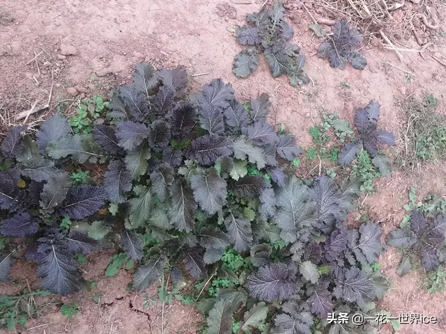 野芥菜是什么菜，芥菜是一种野生的什么菜（油菜田边的一种野菜）