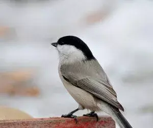 煤山雀最佳配食，画眉、红点颏、山雀食料研究了很久的配方