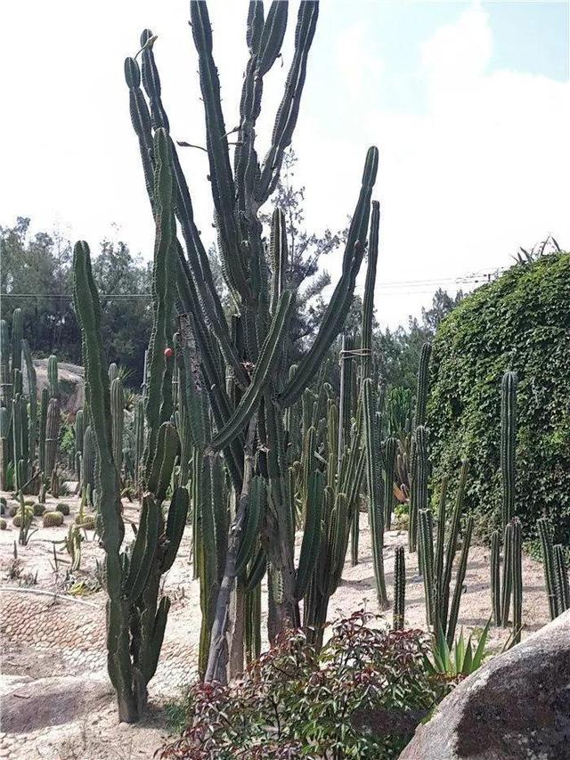 厦门万石植物园里有哪些植物，厦门万石植物园里有哪些植物花（种满多肉的植物园）