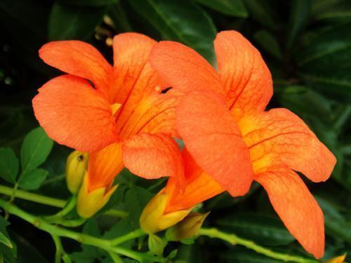 盆栽凌霄花冬天怎么管理，盆栽凌霄花冬天怎么管理才能开花（凌霄花秋冬长得快）