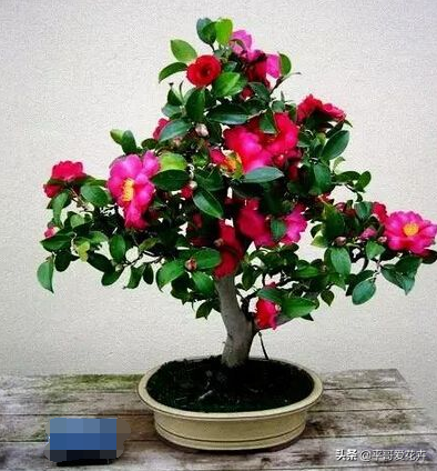 山茶花开花时间，山茶花养几年才开花（花苞多、开花也旺）