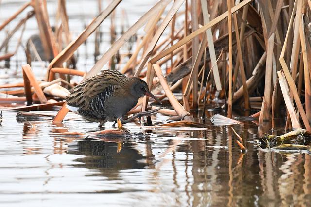 水鸡是什么，水鸡是什么车（西方秧鸡、叽咋柳莺......）