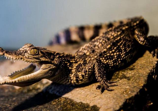 宠物鳄鱼的饲养方法，家养宠物鳄鱼怎么养（觉得吃肉够营养了吗）