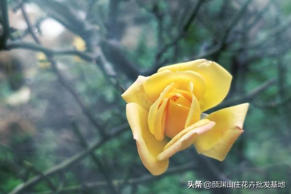 黄玫瑰代表什么意思，十朵黄玫瑰代表什么意思（粉玫瑰代表什么意思）