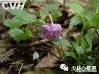 白牛胆的功效与作用，白牛胆的功效与作用禁忌（中药图片大全与功效）