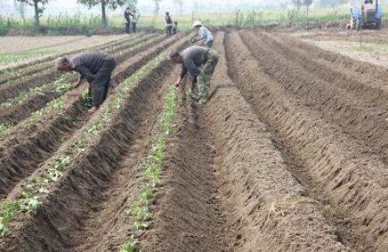 如何种红薯，怎样种红薯苗视频（种植红薯的正确方法与时间）